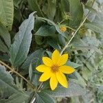 Helianthus divaricatusफूल