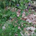 Trichostema dichotomum Hoja