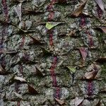 Araucaria araucana Bark