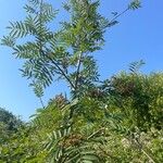 Sorbus aucuparia Агульны выгляд