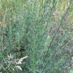 Artemisia campestris ᱥᱟᱠᱟᱢ