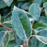 Elaeagnus × submacrophylla Folio