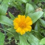 Calendula stellataLorea