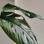 Monstera adansonii Liść