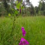 Gladiolus palustris Květ