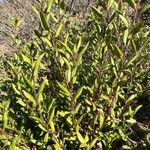 Xylococcus bicolor Yaprak