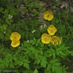 Papaver cambricumFlower