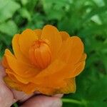 Trollius asiaticus Žiedas