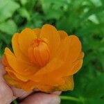 Trollius asiaticus Flower