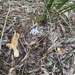 Caladenia catenata Hábito