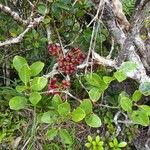 Syzygium arboreum Habit