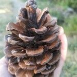 Pinus halepensis Plod