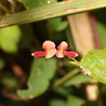 Calopogonium mucunoides Flower