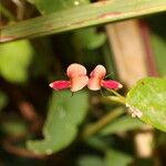 Calopogonium mucunoides Blüte