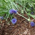 Centaurea cyanusFlower