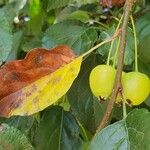 Malus hupehensis Leaf