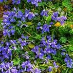 Polygala alpinaBlomst