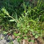 Oenothera laciniata Leaf