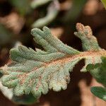 Phacelia ciliata Levél