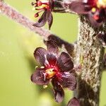 Veratrum nigrum Flower