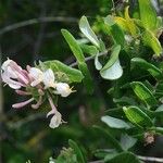 Lonicera implexa ᱥᱟᱠᱟᱢ