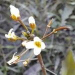 Cardamine chenopodiifolia Λουλούδι