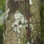 Fusaea longifolia Bark