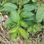 Cestrum nocturnumLapas