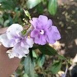 Brunfelsia pauciflora Çiçek