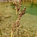 Juncus maritimus Fruct