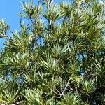 Podocarpus polyspermus Natur