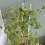 Pelargonium graveolens Folha