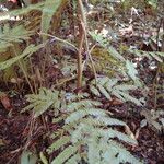 Acacia cornigera Hábito