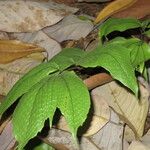 Cyrtomium macrophyllum その他の提案