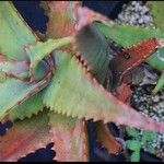 Aloe elgonica 葉