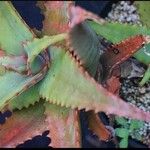 Aloe elgonica Hoja