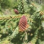 Picea abiesFlower