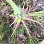 Tragopogon porrifolius Kvet