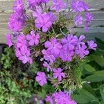 Phlox pilosa Květ