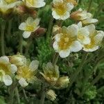 Saxifraga exarata 花