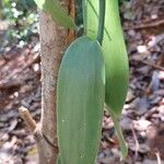 Vanilla planifolia 葉