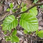 Alnus alnobetula Liść