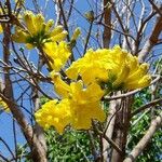 Handroanthus albus Flower