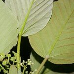 Coussapoa villosa Blad