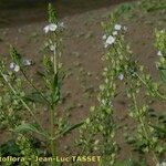 Veronica anagallis-aquatica Flower