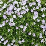 Phlox diffusa 花