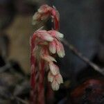 Monotropa hypopitys Leaf