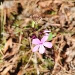 Phlox pilosa 叶