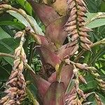 Vriesea imperialis Fruit