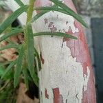 Portulaca grandiflora Leaf